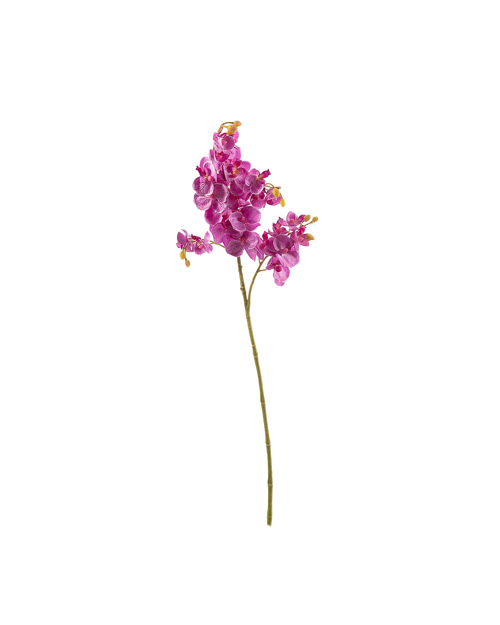 Tige d'orchidée Orchid Fuchsia 55cm