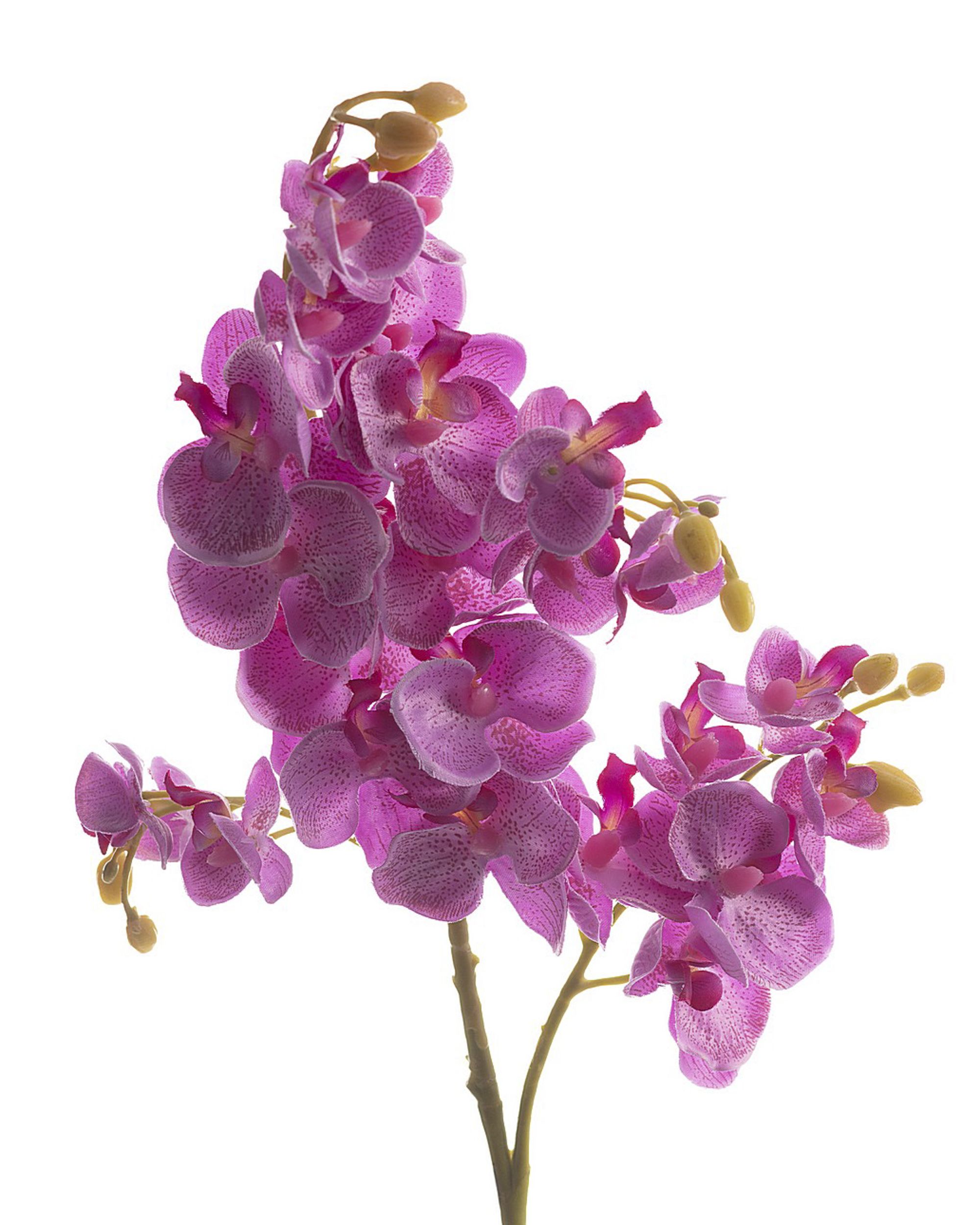 Tige d'orchidée Orchid Fuchsia 55cm (hover)