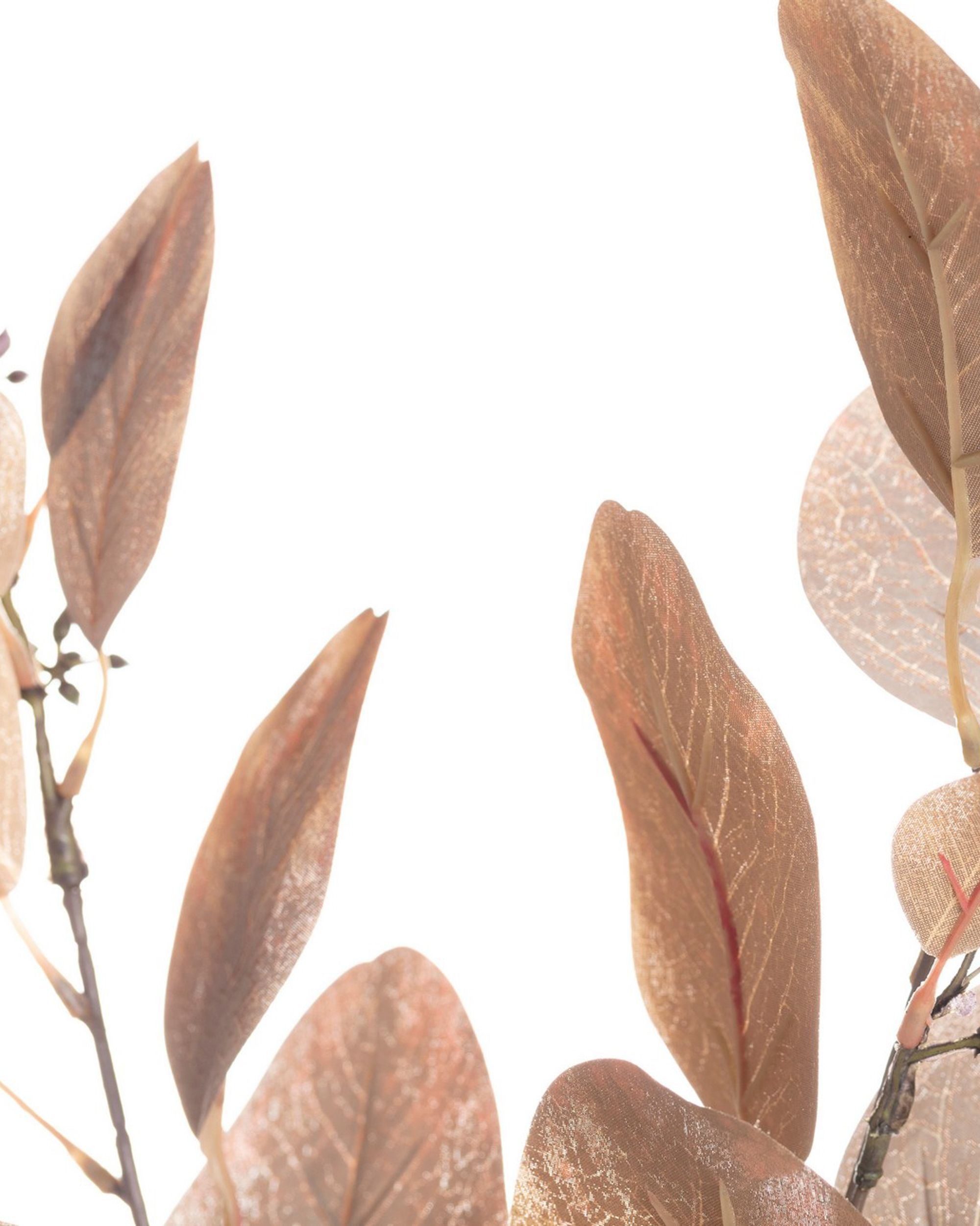 Branche d'eucalyptus  80cm brown (hover)